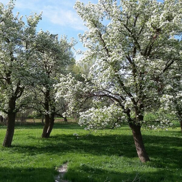 باغ گلابی روستای قزلجه سادات مهربان