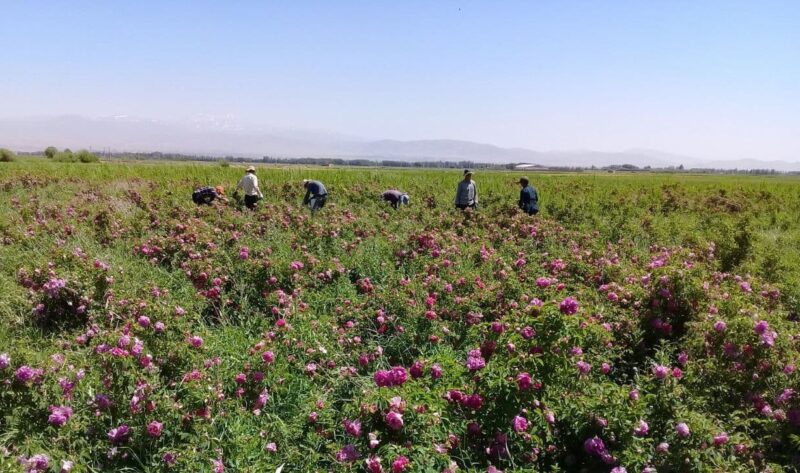 عکس/برداشت گل محمدی از گلستان عظیم زاده در روستای اندراب