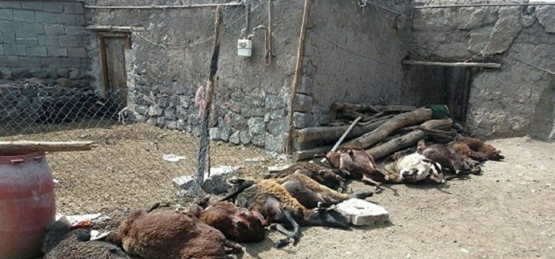 عکس/تلف شدن ۲۰ راس گوسفند در روستای بیجند