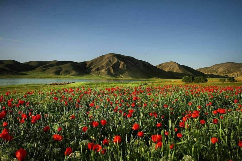 عکس/ طبیعتــ زیبـای قـوری گـول