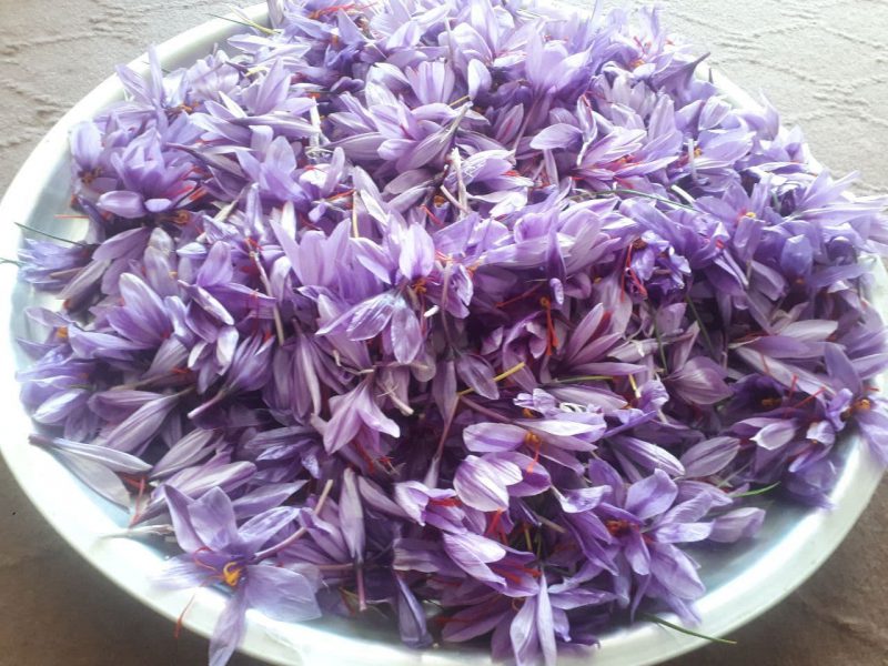 تصویری/برداشت سال چهارم زعفران روستای فرکوش مزرعه جباری