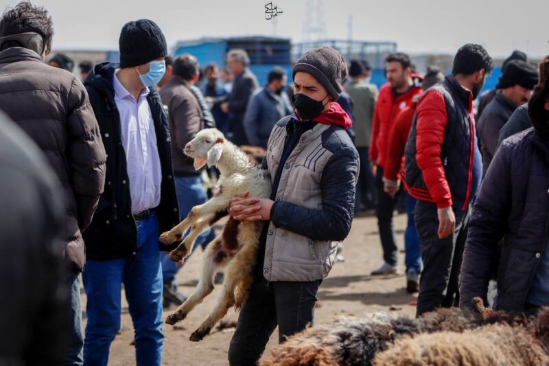 گزارش تصویری  بازار دام و بهرمان
